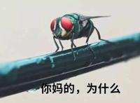 苍蝇表情尼玛的为什么