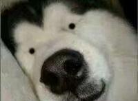 两只超小眼睛的哈士奇