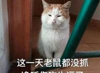 这一天老鼠都没抓静听你吹牛逼了