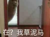 在？我草泥马
