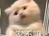 可爱猫咪人家不吗表情