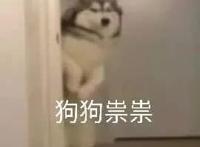 哈士奇狗狗：狗狗祟祟