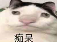 痴呆（兔子表情）