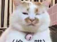 偷瞄（猫咪表情）