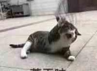 苍天啊（小猫拍地表情）