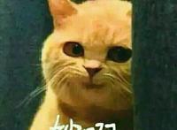 妙啊（猫咪猥琐表情）