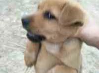 手抓起狗头表情