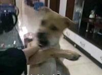 莫挨老子表情（狗狗）