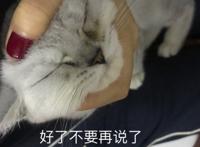 好了不要说了（猫嘴被捂住）