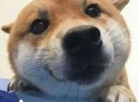 里要控计哩记几啊狗狗表情