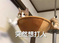 突然想打人（猫咪）