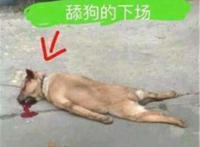 舔狗的下场（吐血的狗狗马路上）