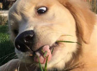 狗狗吃草表情