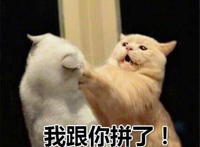 我跟你拼了 （两只猫咪打架）
