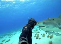 潜水员后面大白鲨趣图