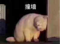 撞墙表情（猫咪）