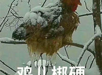 鸡儿梆硬表情