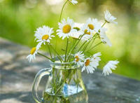 水杯菊花清新养眼图片