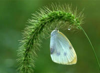 蝴蝶落脚高清细节图片