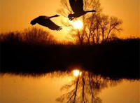 落日黄昏大雁飞在空中唯美休闲图片