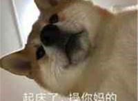 起床了 草拟吗的（狗狗）