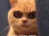 我不困（猫咪黑眼圈）