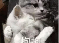 两只猫咪抱抱表情