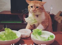 生活苦涩（猫咪吃白菜表情）