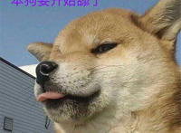 本狗要开始舔了（狗头表情）