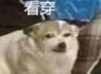 看穿表情（狗狗）