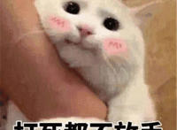 打死都不放手猫咪可爱表情