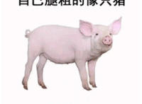 你以为自己腿粗的像只猪 你错了 猪并没有你那么粗的腿