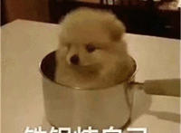 铁锅炖自己狗狗表情