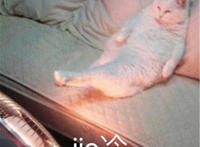 jio冷猫咪表情（烤着电暖扇）