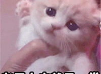 老子上去就是一拳猫咪可爱表情