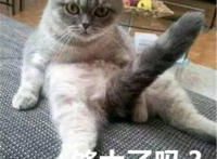 够大了吗猫咪尾巴翘起邪恶表情