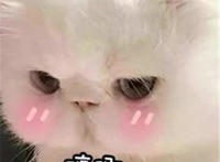猫咪哼唧表情