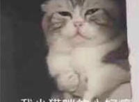 我小猫咪的心好痛
