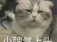 小脾气上头猫咪可爱表情