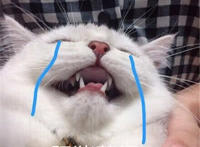 肥猪落泪猫咪表情