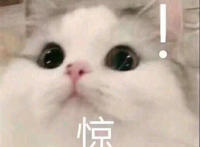 惊呆猫咪可爱表情