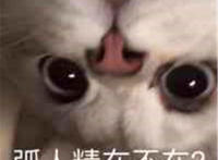 弧人精在不在猫咪表情