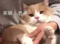 来了老弟猫咪表情