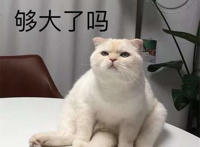 够大了吗猫咪尾巴表情