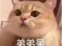 弟弟呆猫咪表情