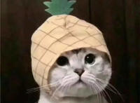 我是一个没有感情的菠萝头