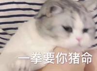 一拳要你猪命（猫咪表情）