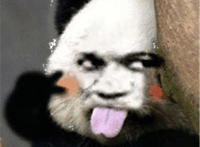 熊猫吐舌头暴漫表情