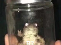 耶表情（青蛙装在瓶子里）