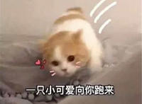 一只小可爱向你跑来